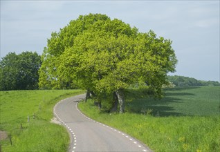 Landscape with country road and trees at Baldringe
