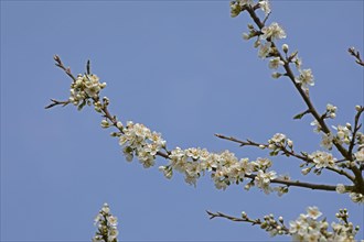 Flowering blackthorn