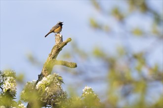 Common redstart