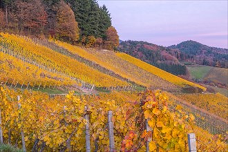 Vineyards in autumn at sunset