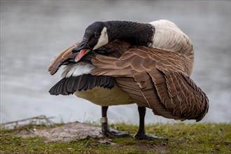 A Canada goose