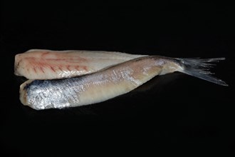 Freshly fermented fillet of Atlantic herring