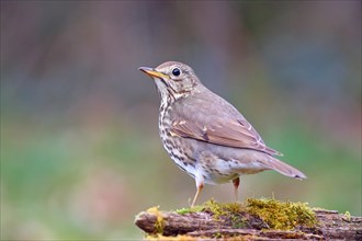 Song thrush