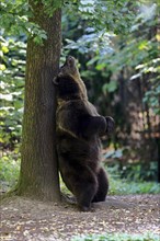 Eurasian brown bear