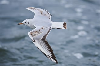 Black-headed gull