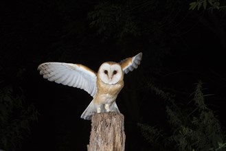 Young barn owl