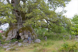Kvilleken thousand-year-old oldest oak in Sweden