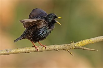 Starling