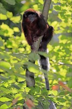 Red spring monkey