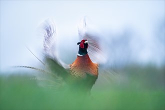 Pheasant