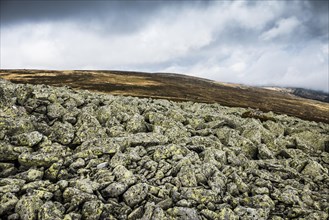 Stones with lichen