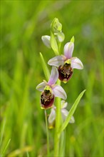 Late spider-orchid