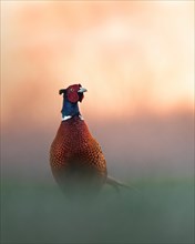 Pheasant