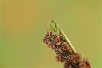 European mantis