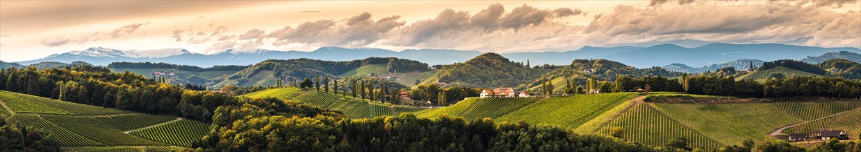 Vineyards panorama in South Styria