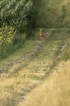 European roe deer