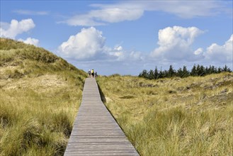 Trees and boardwalk in the dunes