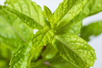 Macrophotography of Fresh peppermint