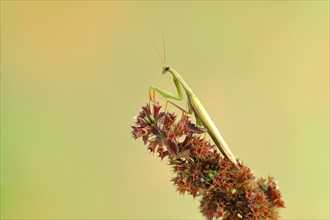 European mantis