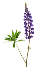 Bush of a lupine
