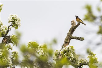 Redstart