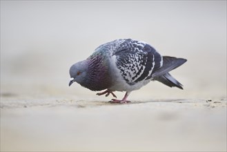 Feral pigeons