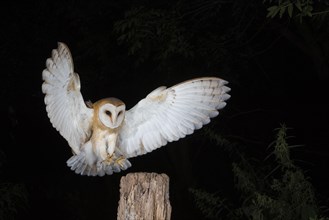 Young barn owl