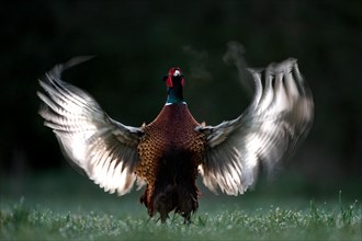 Pheasant