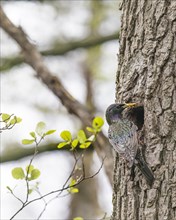 Starling