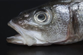 The head of a European sea bass