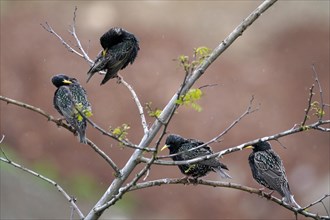 Starlings