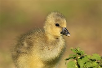 Greylag goose