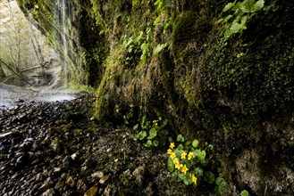 Marsh marigold