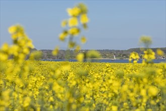 Rape field in bloom near Kopperby