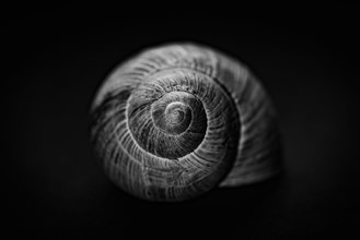 Edible snail shell