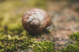 Edible snail crawling in the litter