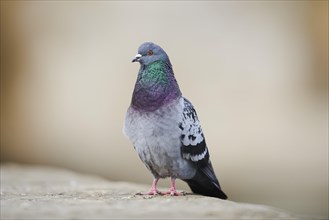 Feral pigeons