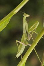 Praying mantis against a green background