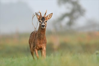 European roe deer