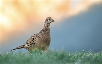 Pheasant