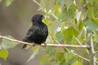 Starling