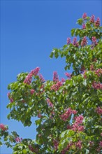 Red flowers of the horse chestnut