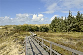 Boardwalk and conifers in the dunes