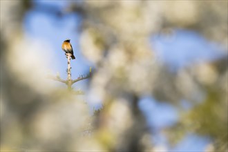 Common redstart