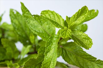 Macrophotography of Fresh peppermint