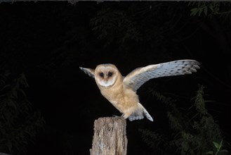 Young barn owl