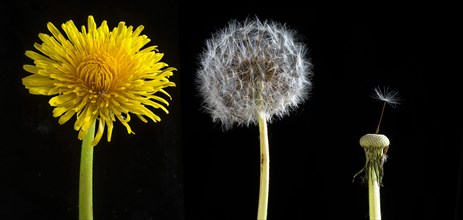 Flower and seedhead of common dandelion