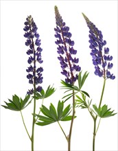 Lupins