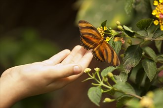 Child hand touching a beautiful oak tiger butterfly on flower