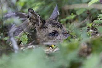 European roe deer